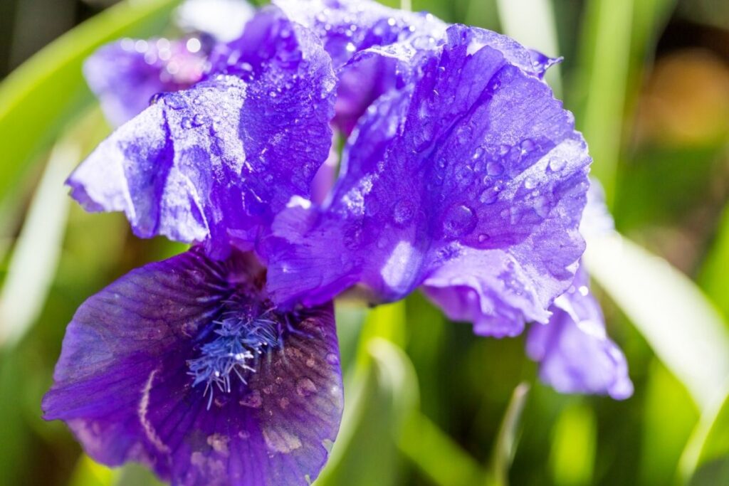 Iris, Dwarf (Iris Attica) 