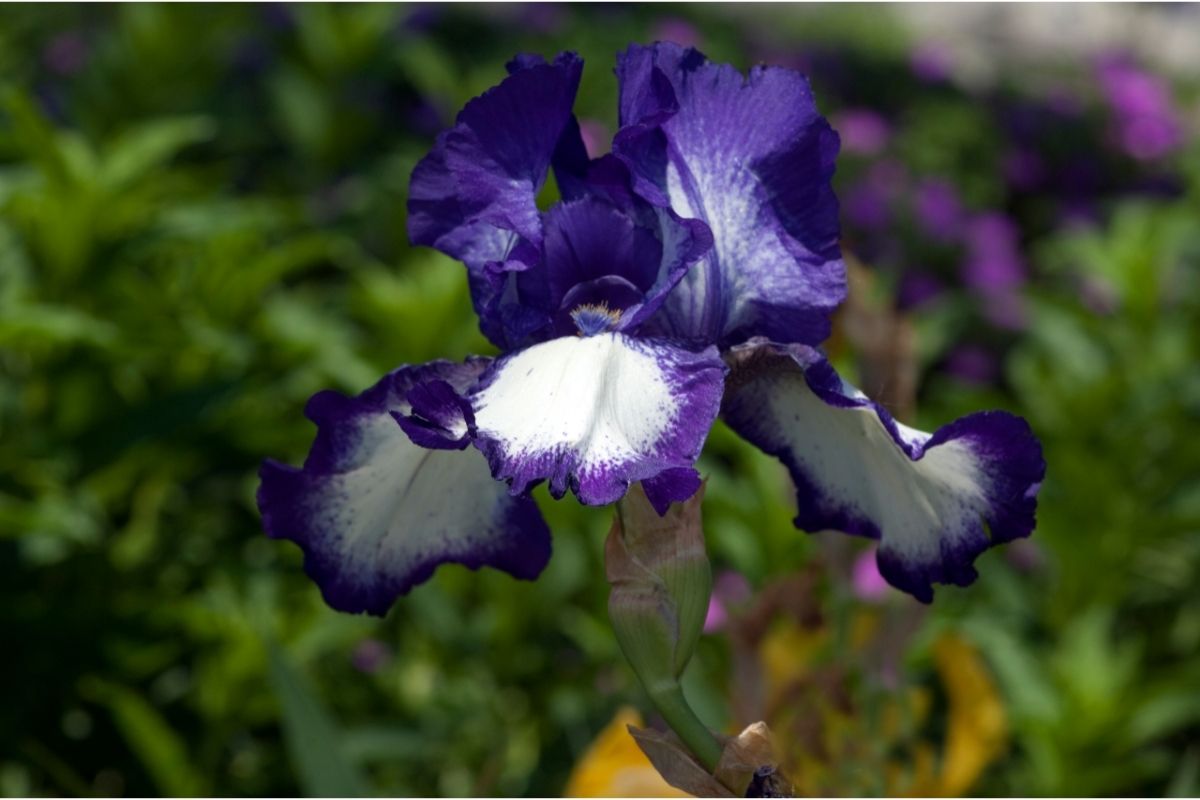 Iris Germanica - German Iris