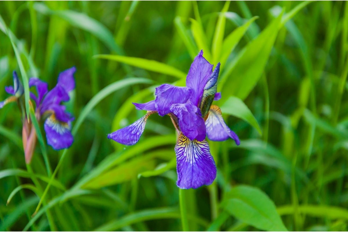 Lithuanian Flowers