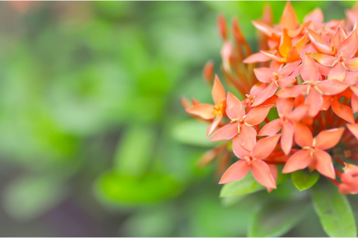 Ixora (Ixora Coccinea)