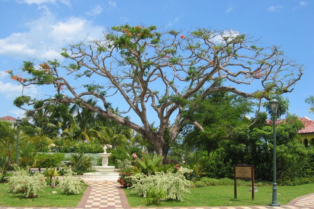 Jamaican Caper Tree