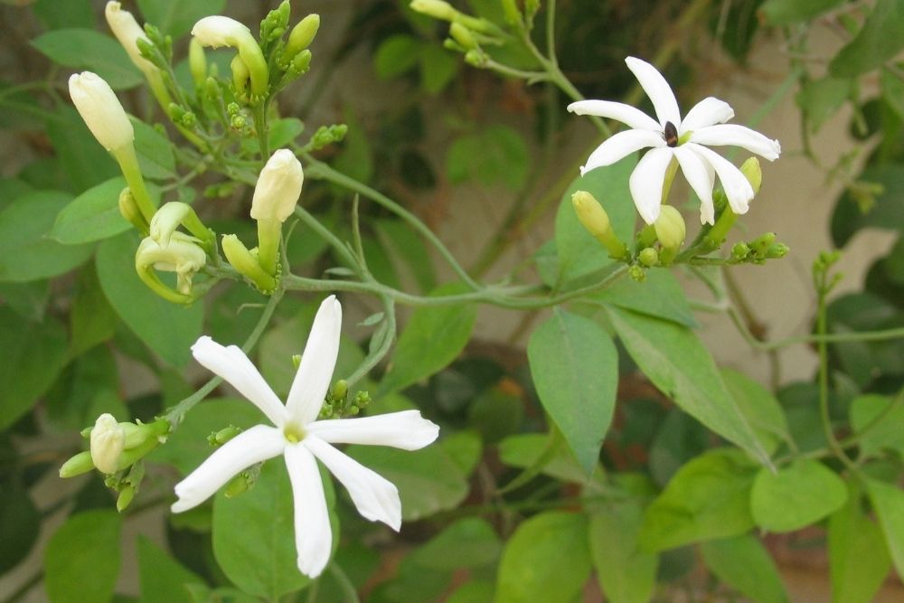 Jasminum Multipartitum (Many-Petalled Jasmine)