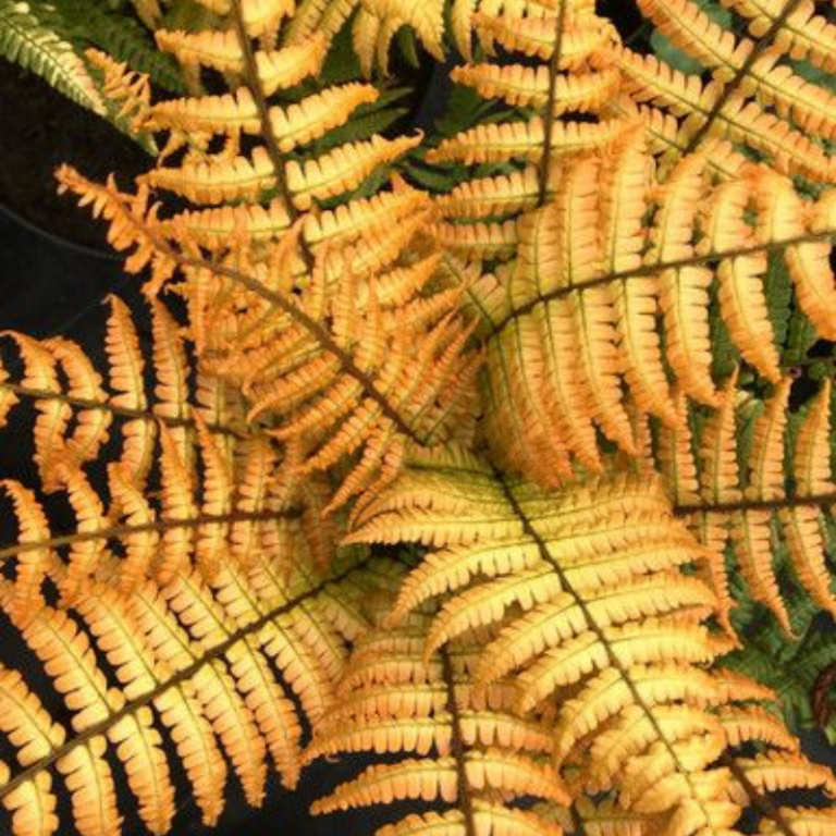 Amber Plants I A Complete Directory
