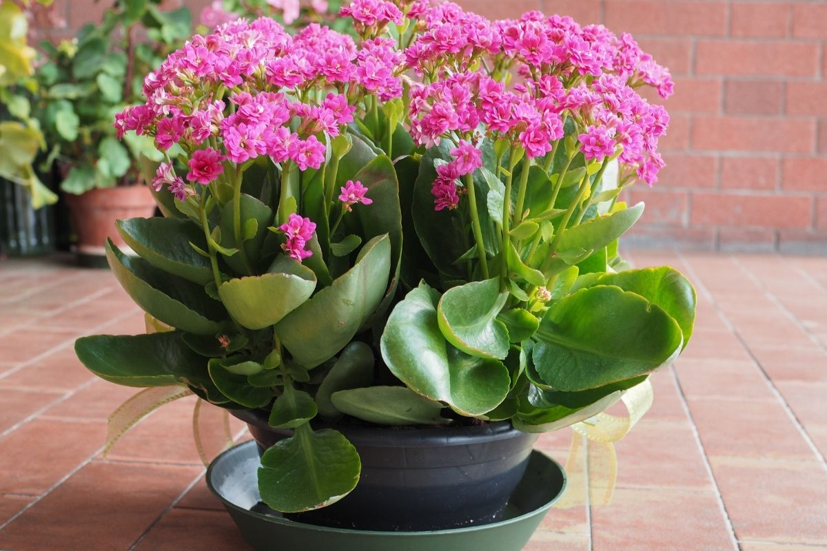 Kalanchoe plants that start with k
