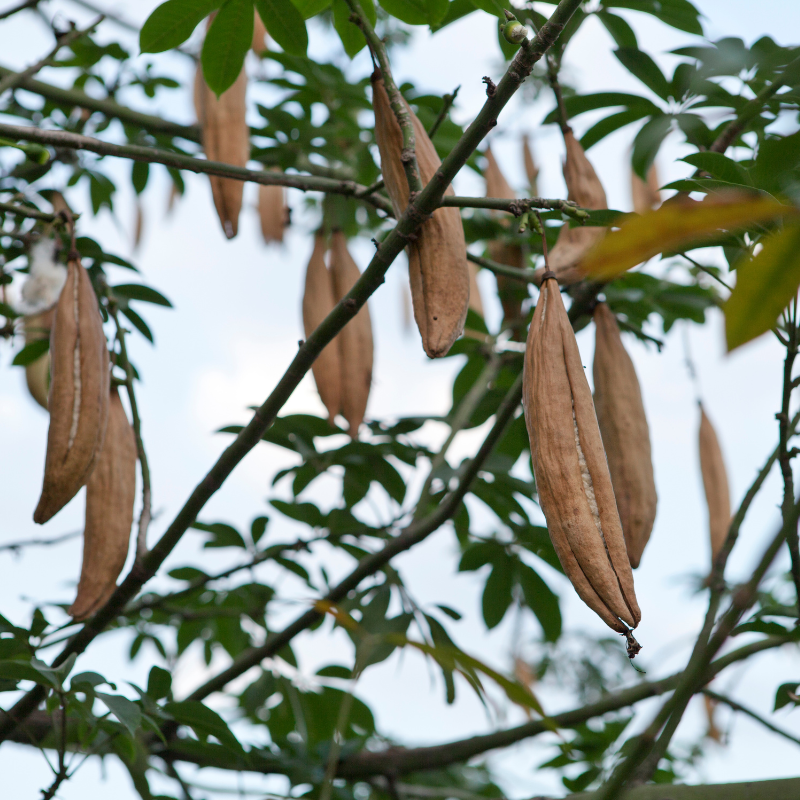 Kapok Tree