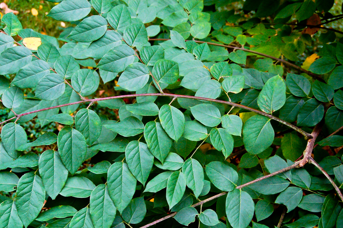 Kentucky Coffee Tree (Gymnocladus Dioicus)