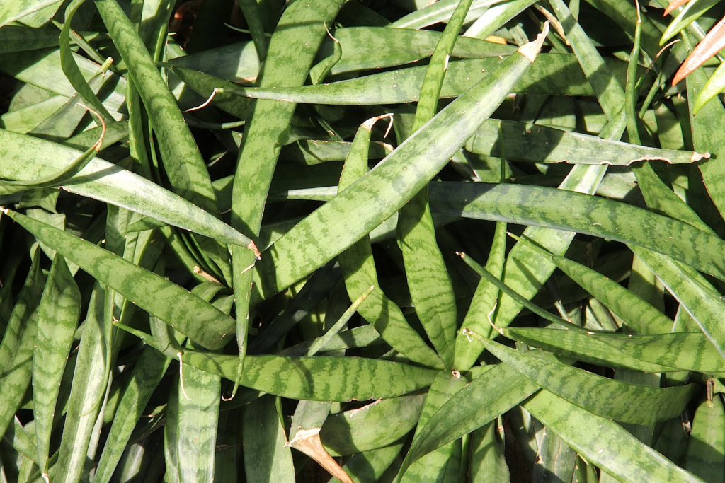 Kenya Hyacinth