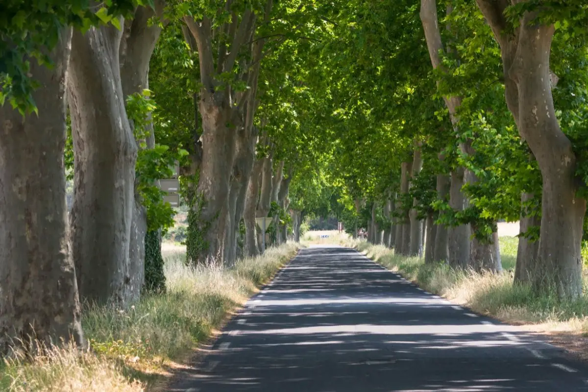 Types Of French Trees Exploring Native Varieties