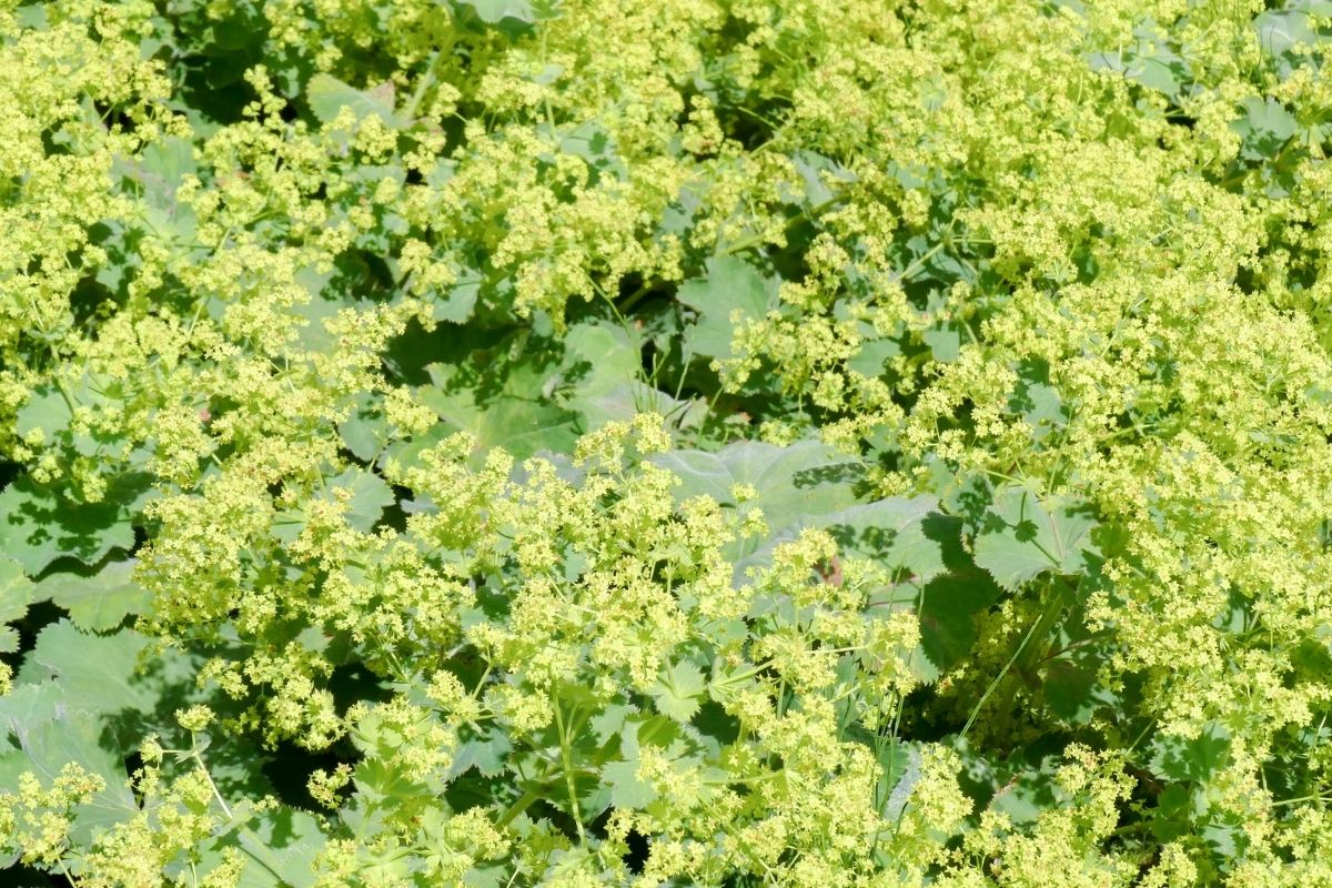 Lady's Mantle or Alchemilla