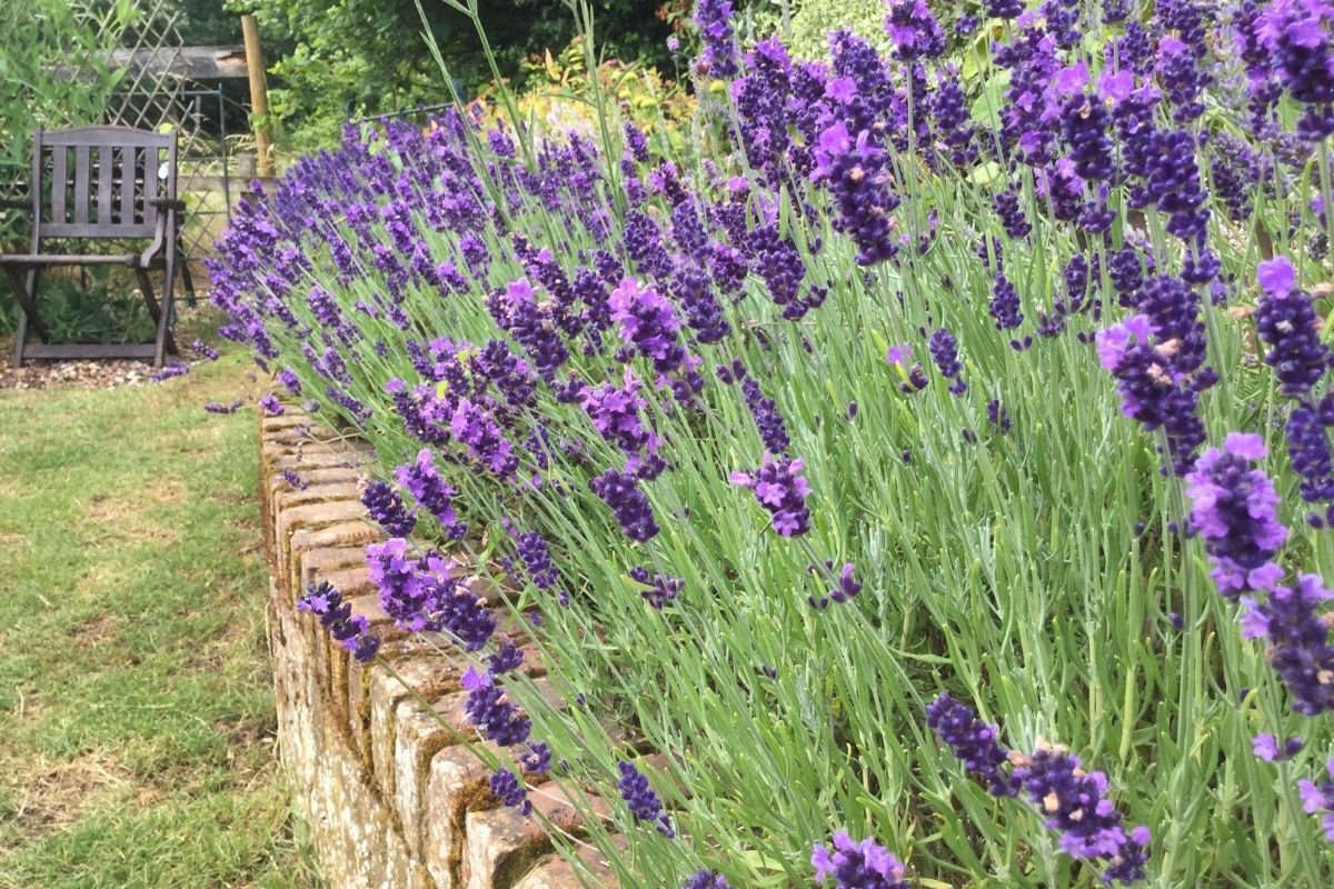  types of lavender 
