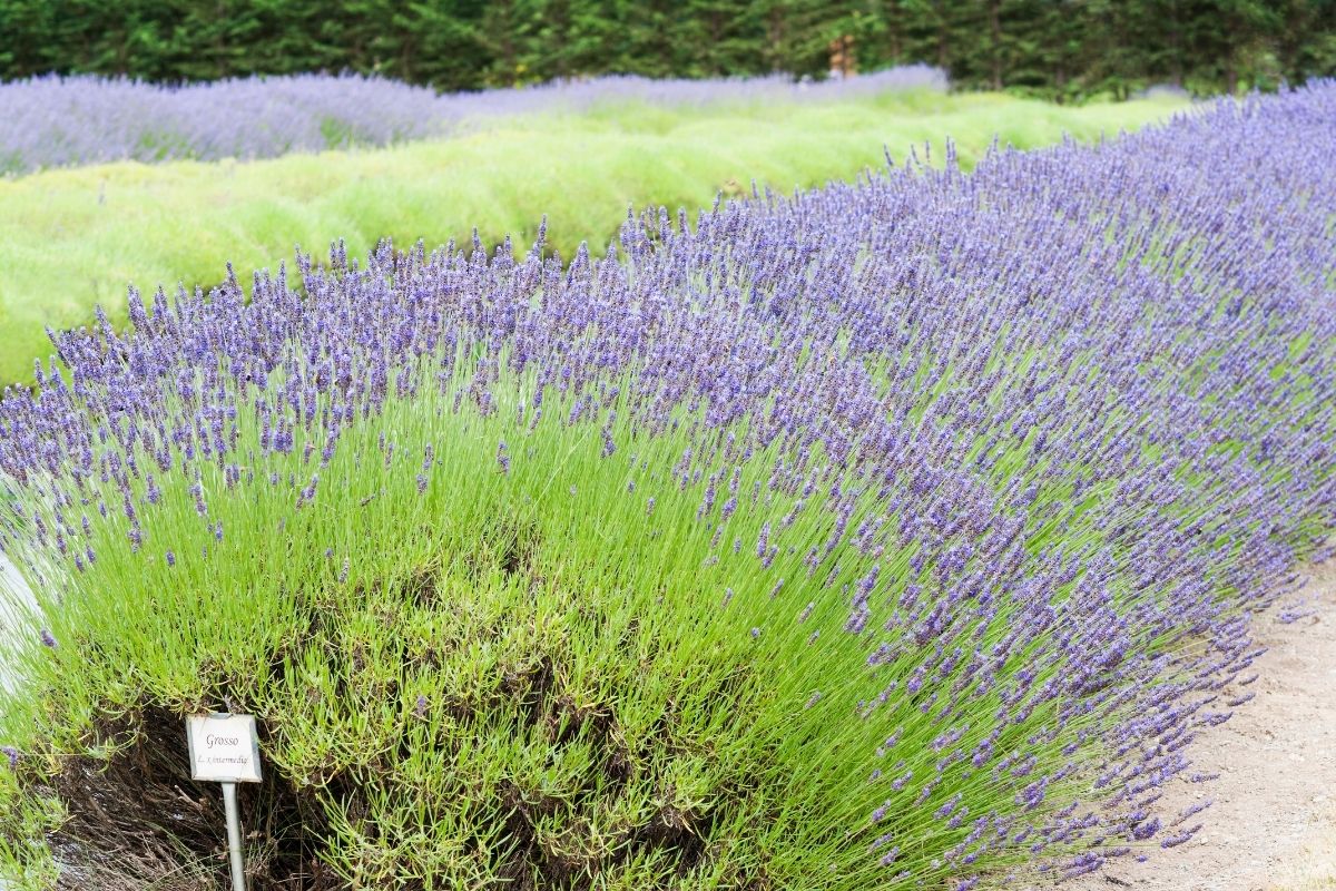 types of lavender