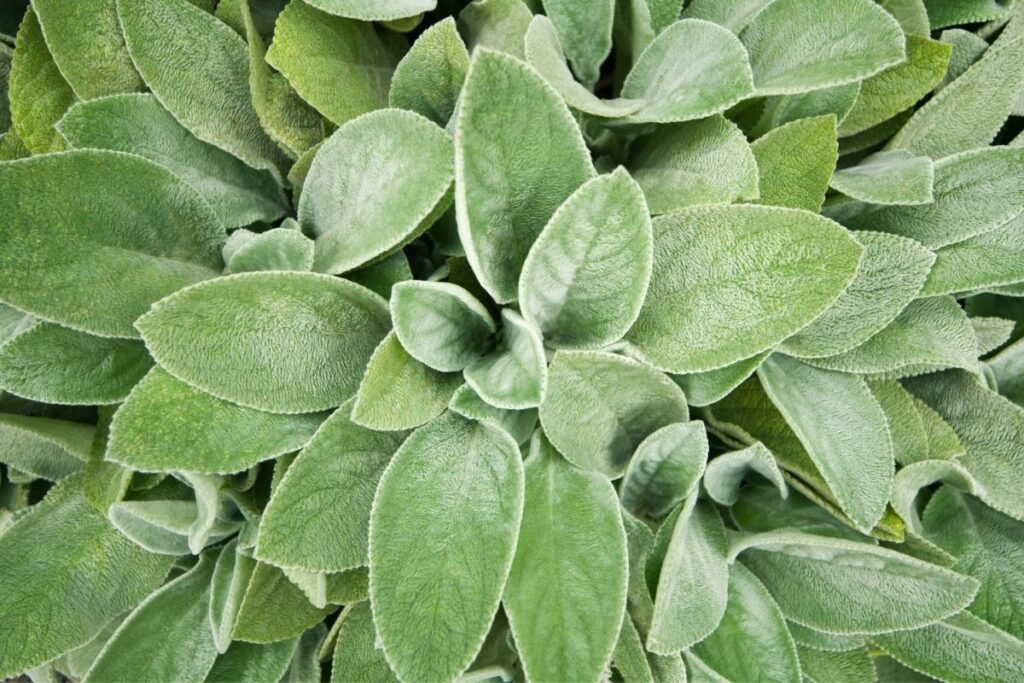 Lamb’s Ear Green Plants