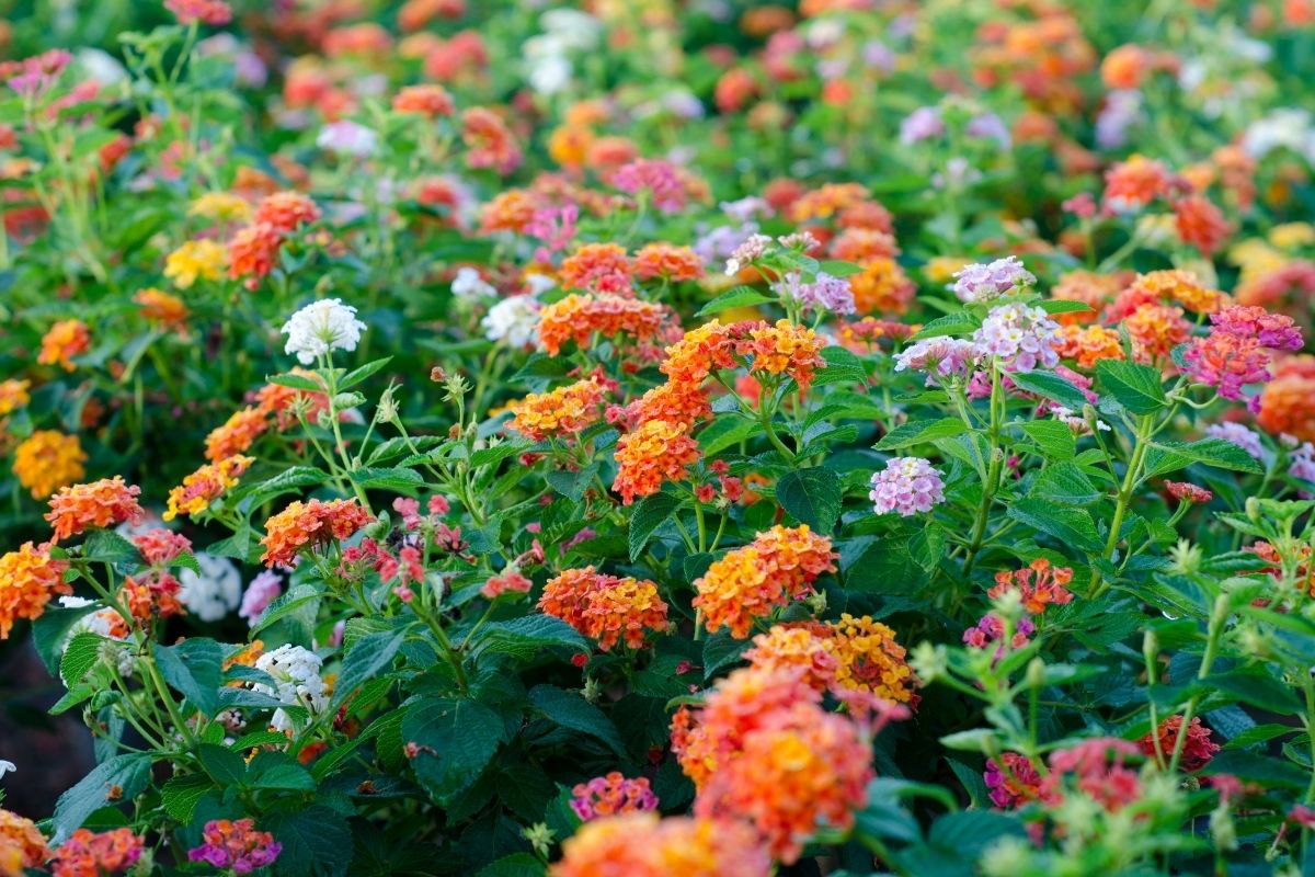 Lantana Flowers