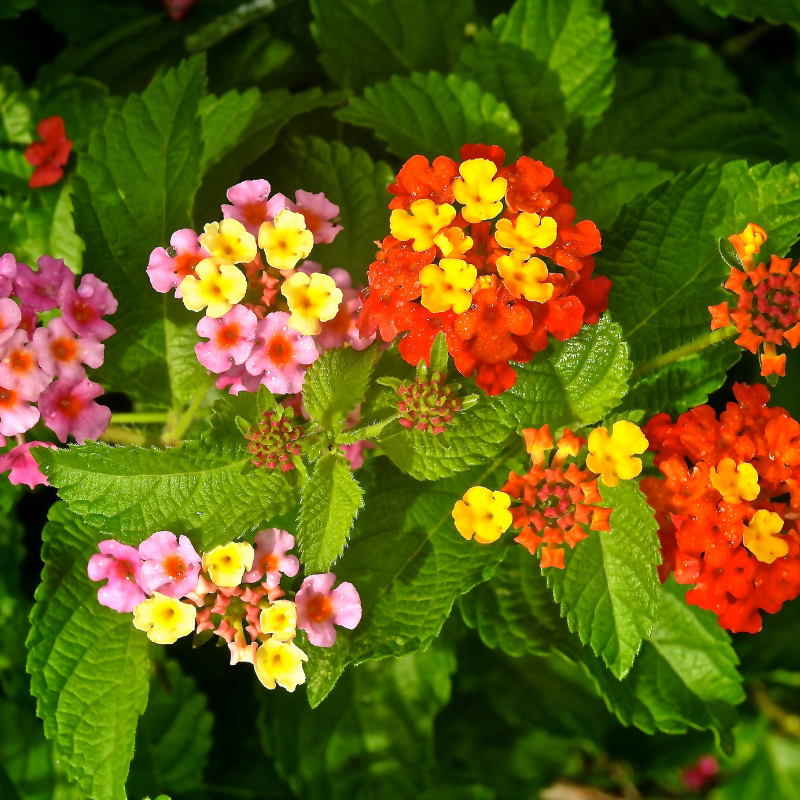 amber plants