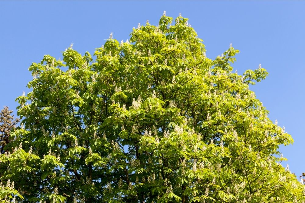 Large-Leafed Tree 