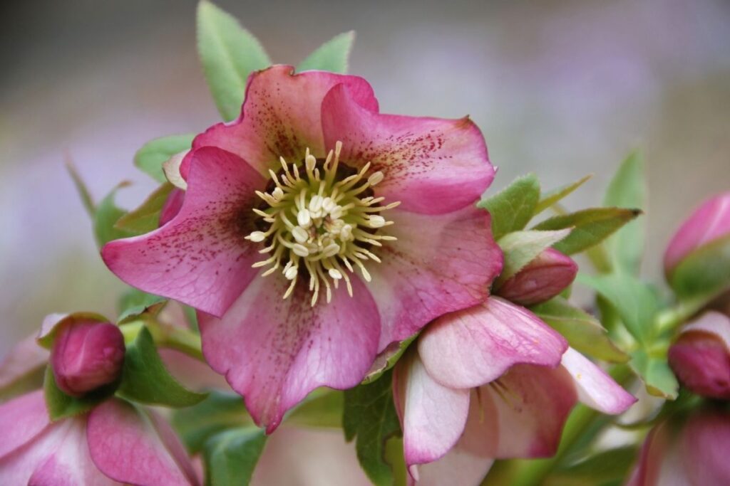 Lenten Rose (Helleborus X Hybridus)