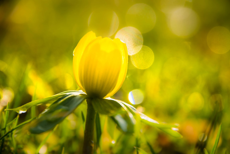 Light Yellow Flowers