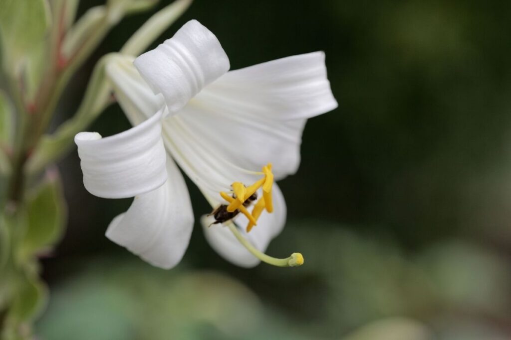 Lily, Madonna (Lilum Candidum) greek plants