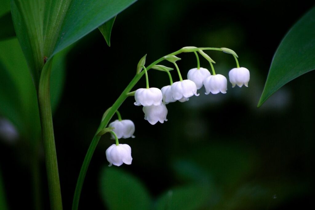 Lily Of The Valley 