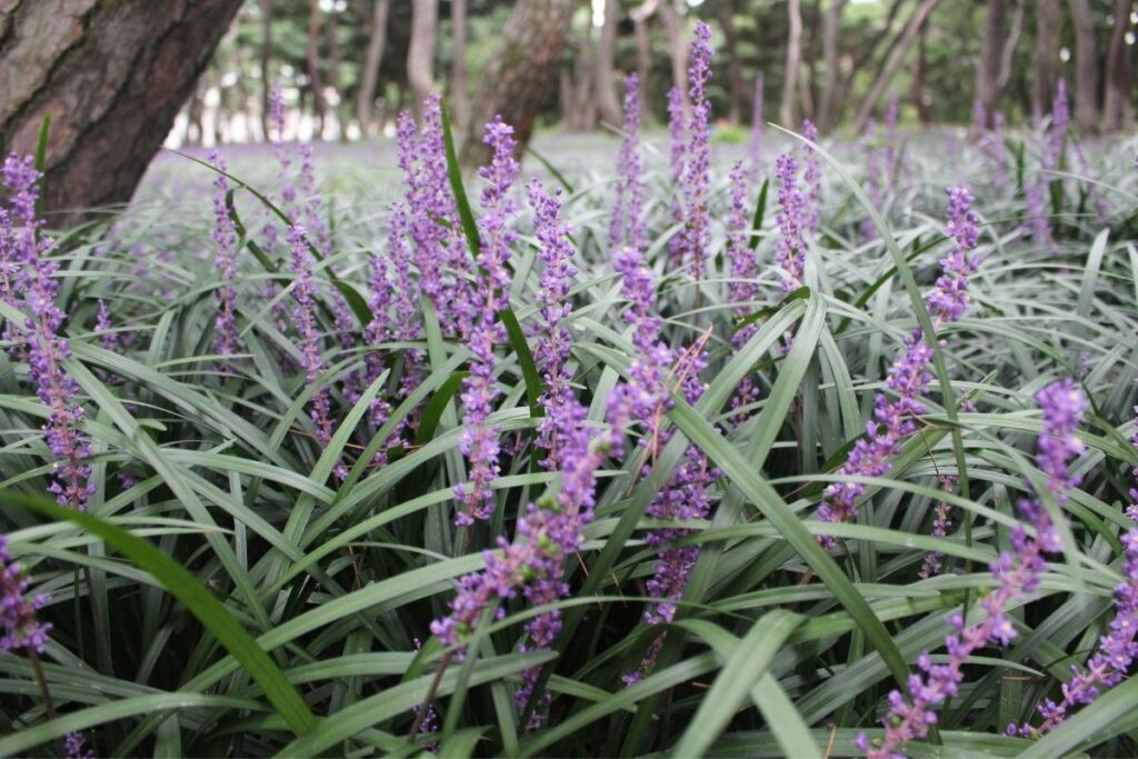 Lilyturf Green Plants