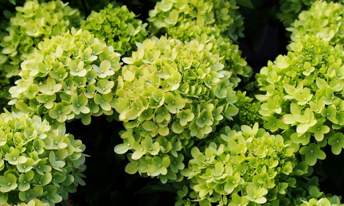 mint green flowers