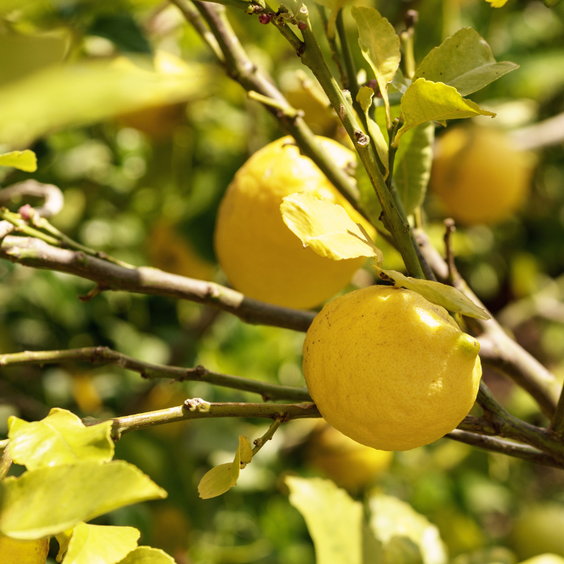 Lovely Lemon Plants