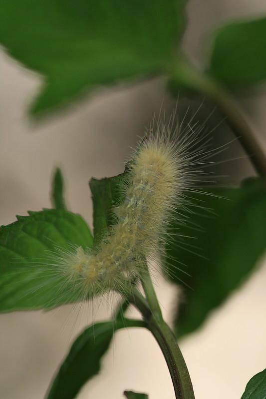 Little Metalmark Caterpillar