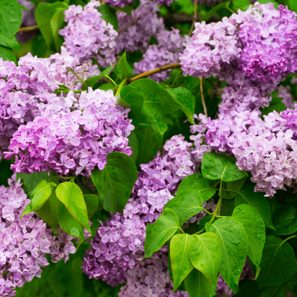 Ludwig Spaeth Lilac Tree