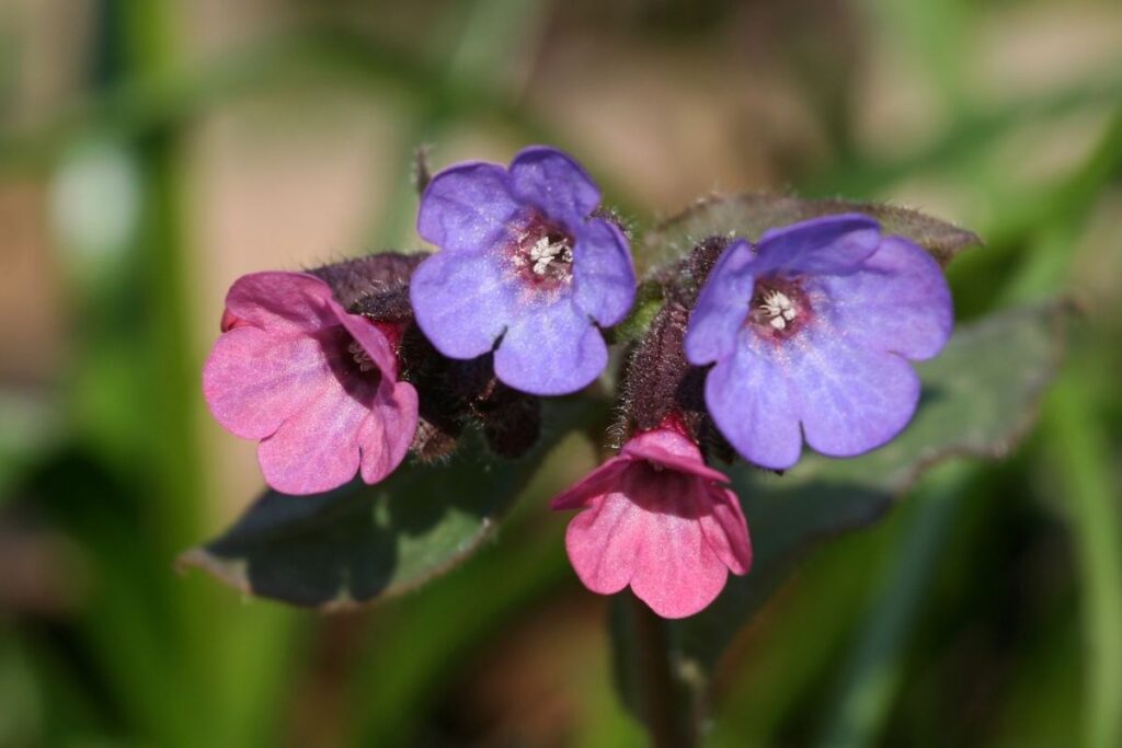 Lungwort