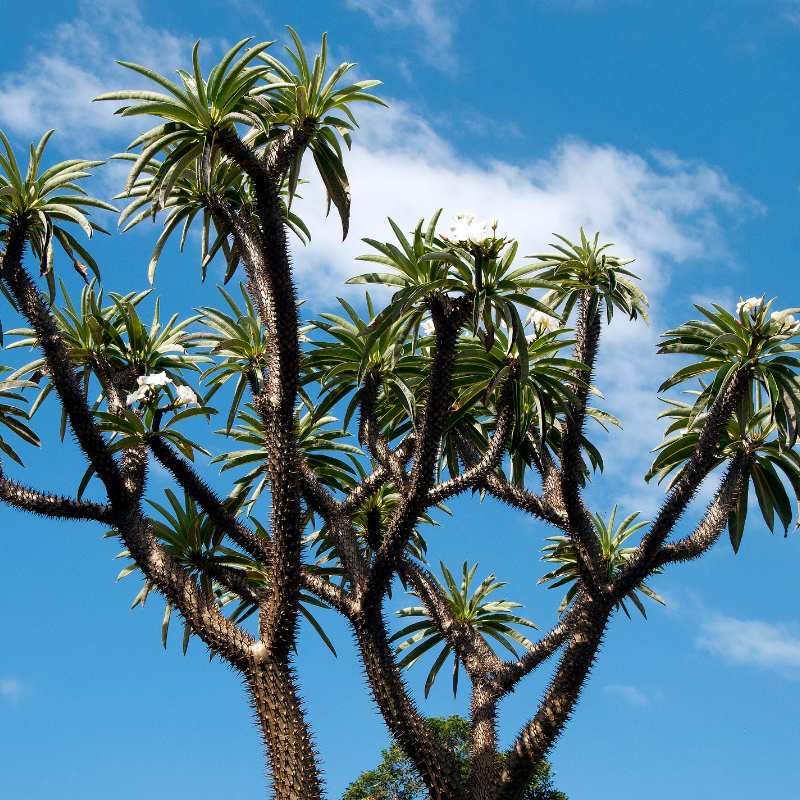 Madagascar Palm Tree
