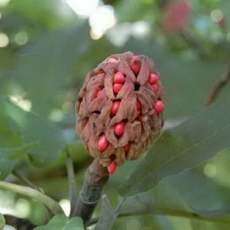 Magnolia Fruits