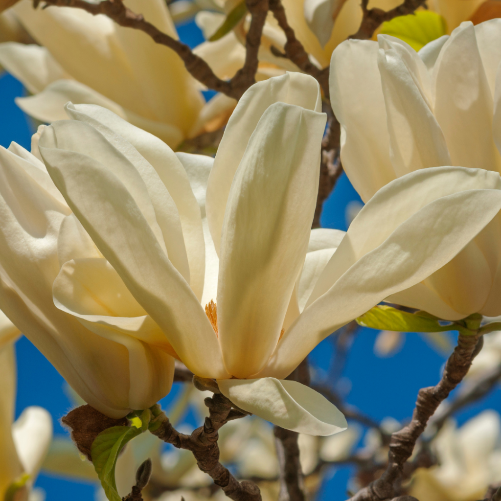 Magnolia Ivory Plant
