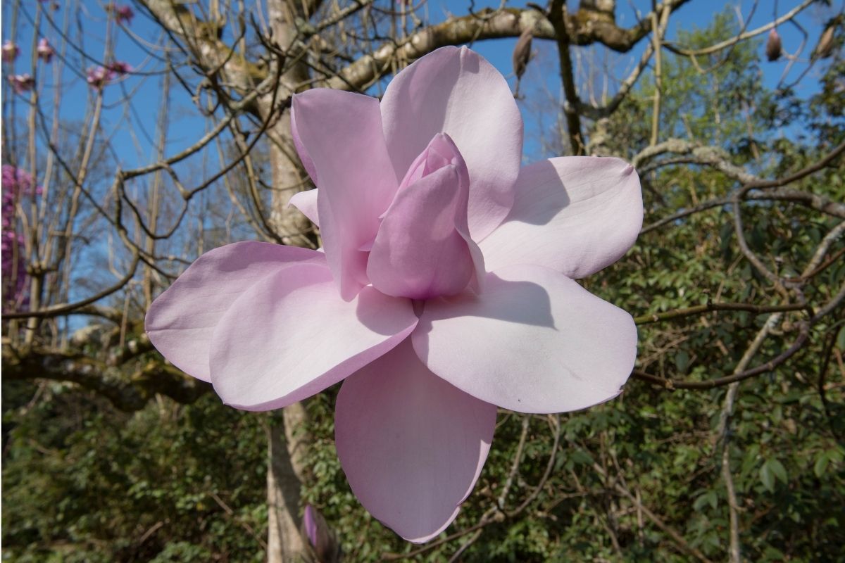Magnolia Sprengeri Var. Diva