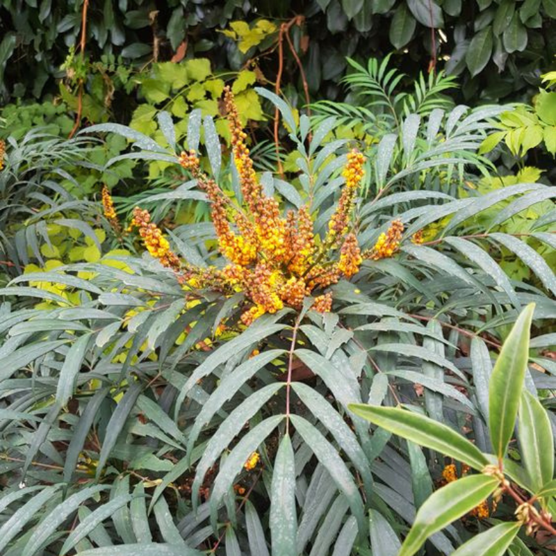 amber plants