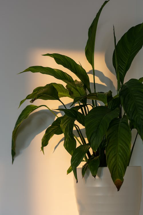 Main Causes of Brown Leaves of Peace Lilies

