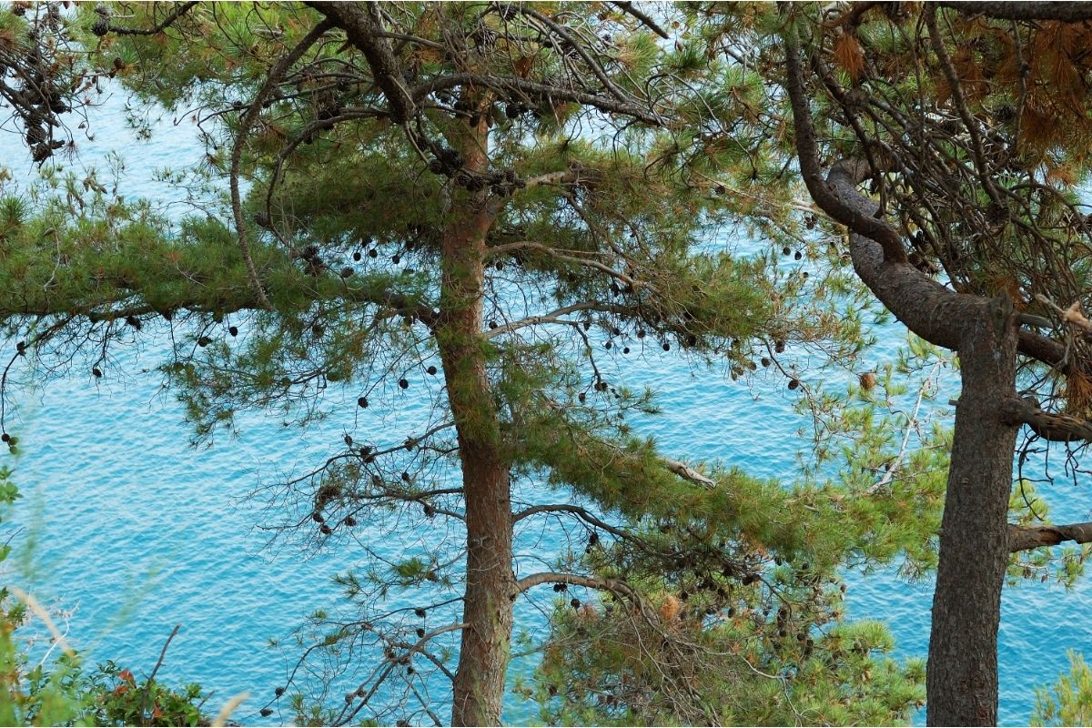 Maritime Pine