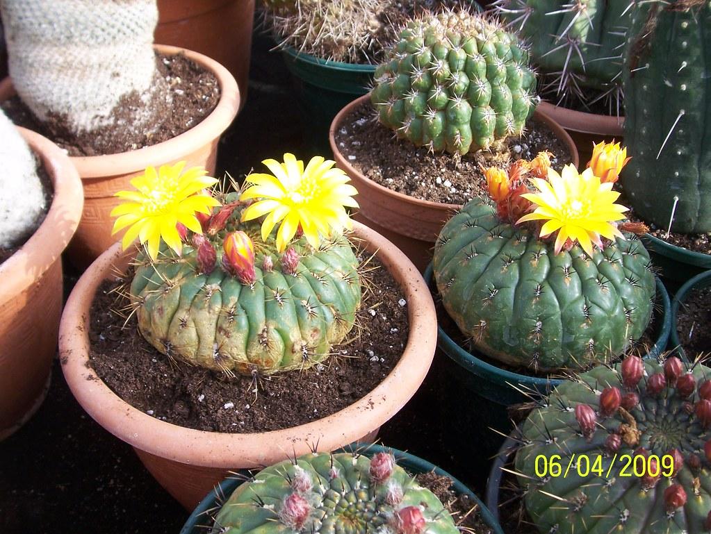 Matucana aureiflora - yellow cactus types