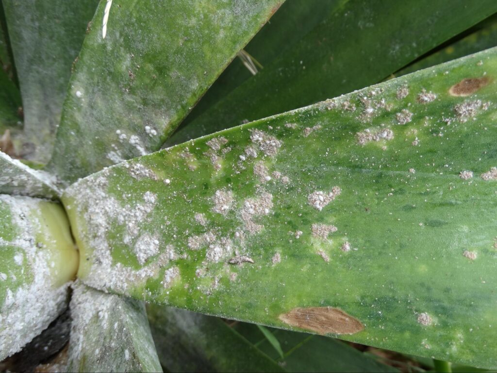 Pests in Succulents How to Get Rid of Them - Mealybugs