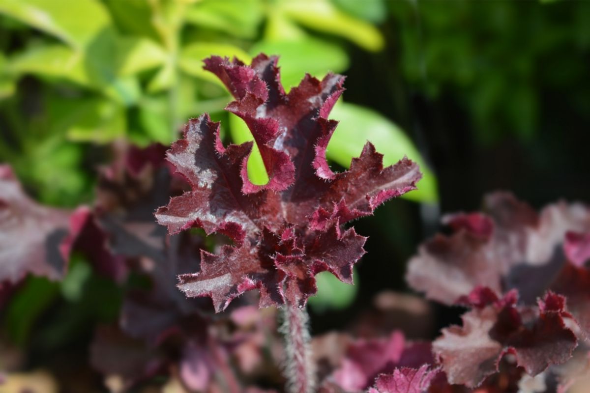 Types Of Coral Bells