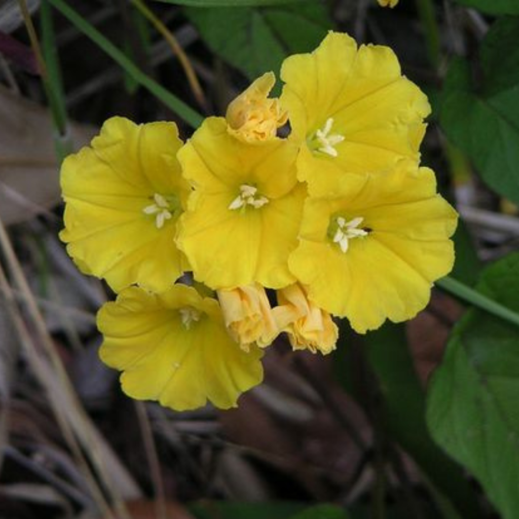 Merremia Umbellata (Ipomoea Polyanthes)