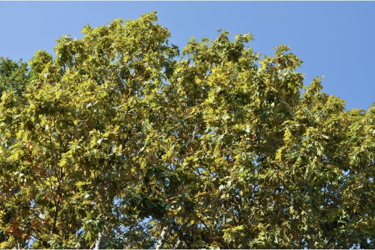 Mexican Sycamore – Types Of Mexican Trees