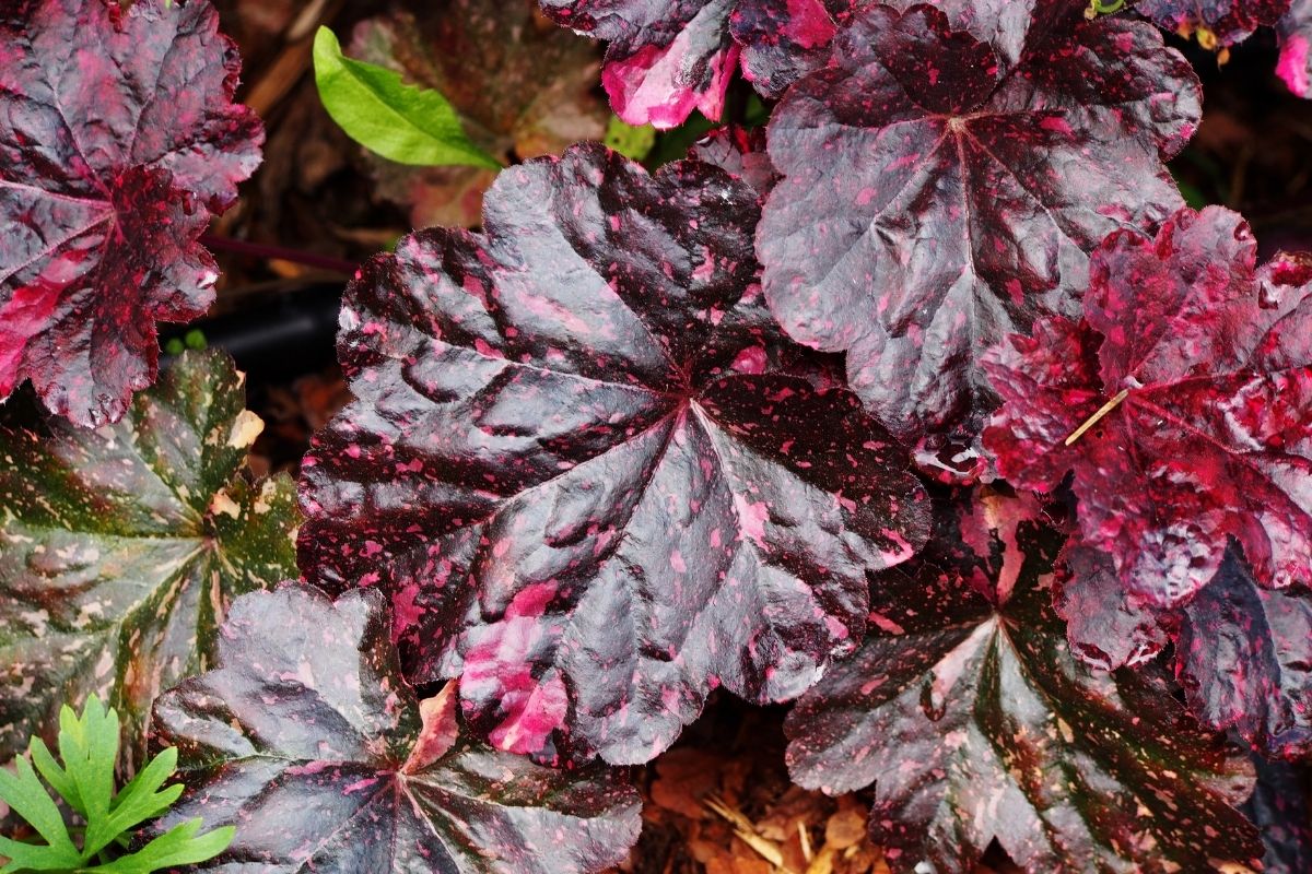 Types Of Coral Bells