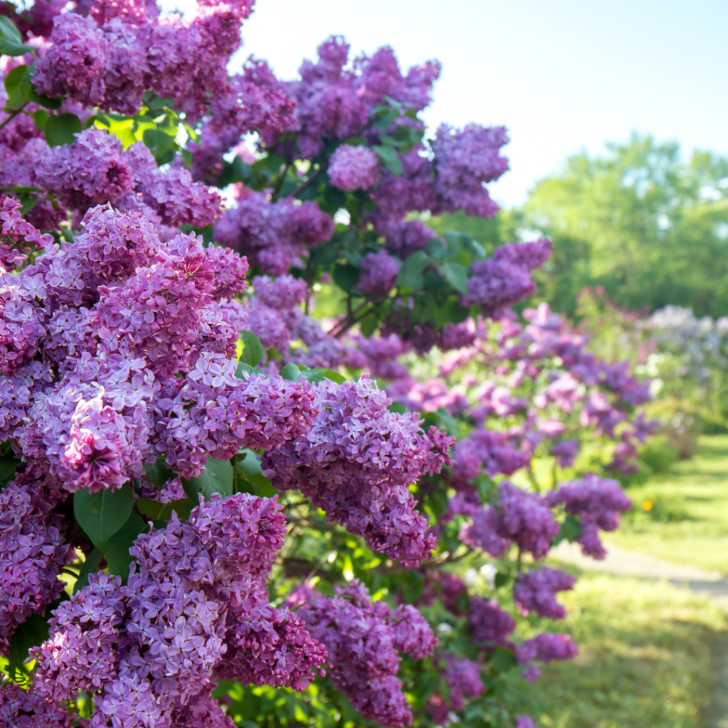 Missouri Lilacs