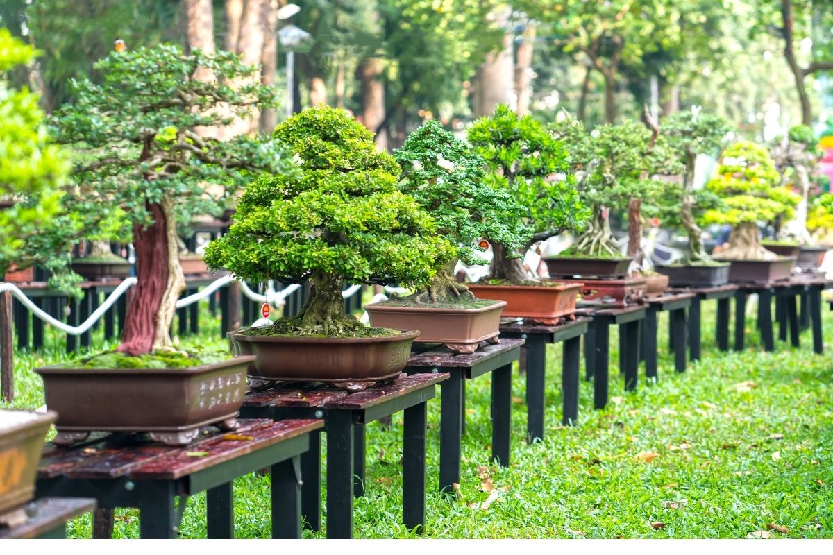 Money Doesn't Grow On Trees: The Price Of A Bonsai Tree