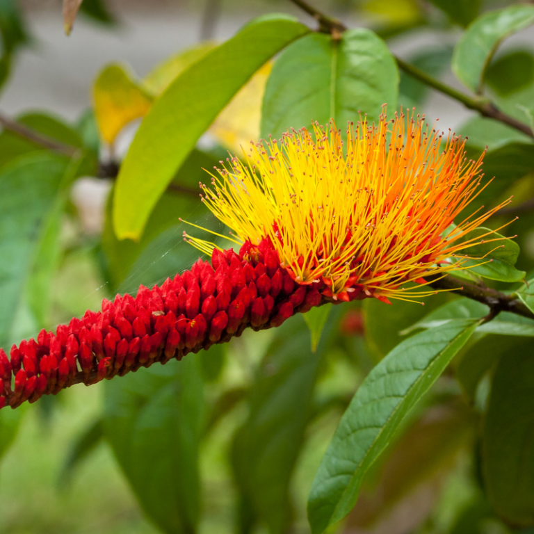 Types of Amazon Plants | Explore the Rainforest's Rich Biodiversity