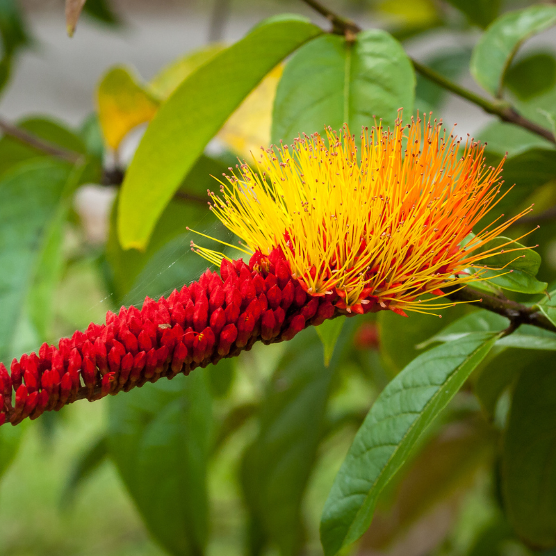 Monkey Brush Vines