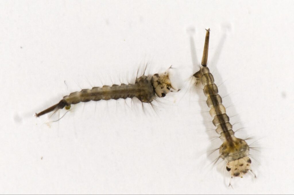 Mosquito larvae