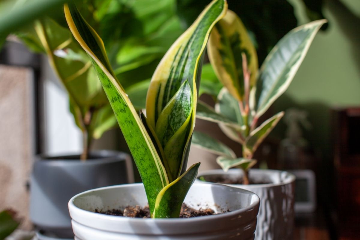 Mother In Law’s Tongue (Dracaena Trifasciata)