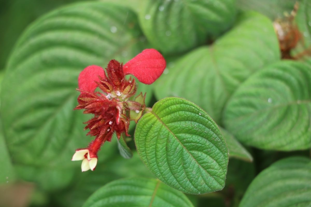 Mussaenda (Mussaenda Erythrophylla)