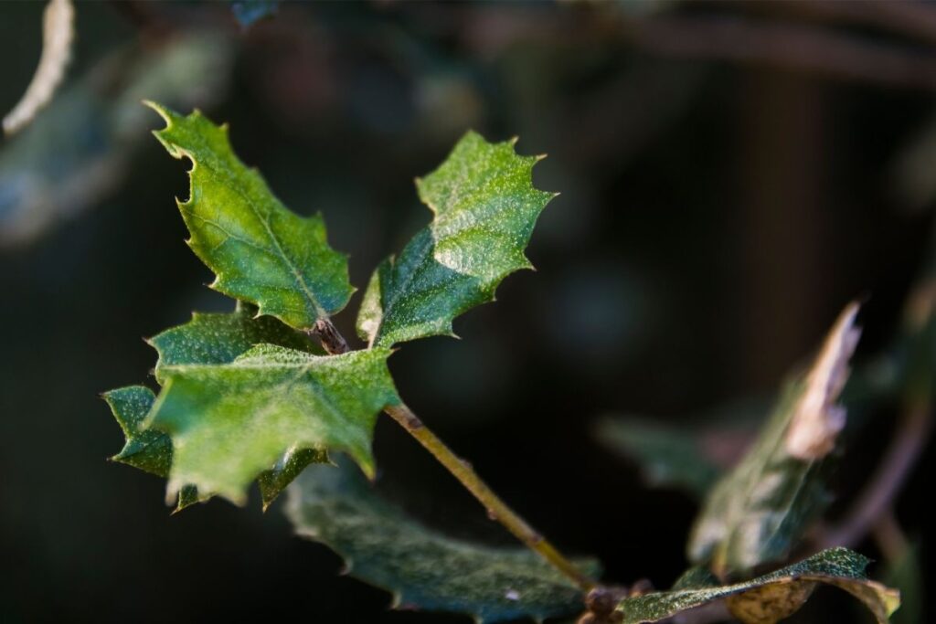 Myrtle-Leaved Holly (Ilex myrtifolia)
